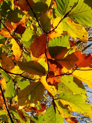 accents et lumières de saison Lumiere-d-automne4