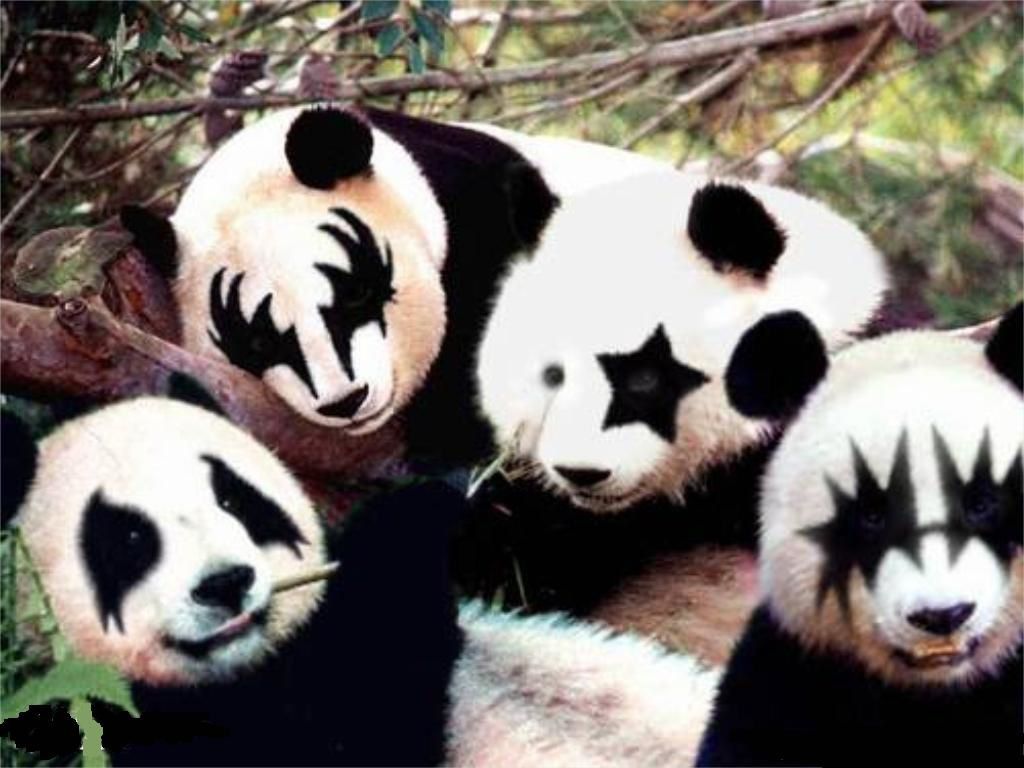 [Discussion] Images Surprenantes - Page 18 Panda-Kiss