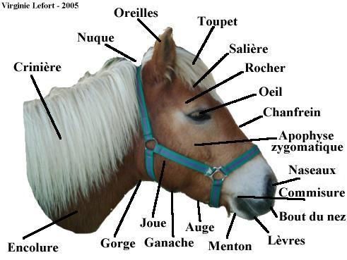 Morphologie-Anatomie-Allures Anatomie-de-la-tete-du-cheval