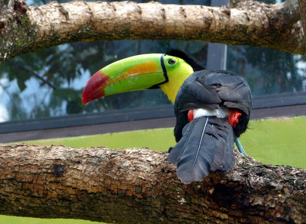 Catalogue Et Horaires De L'Animalerie " Les Copains De Niji" Canyon-Toucan-1