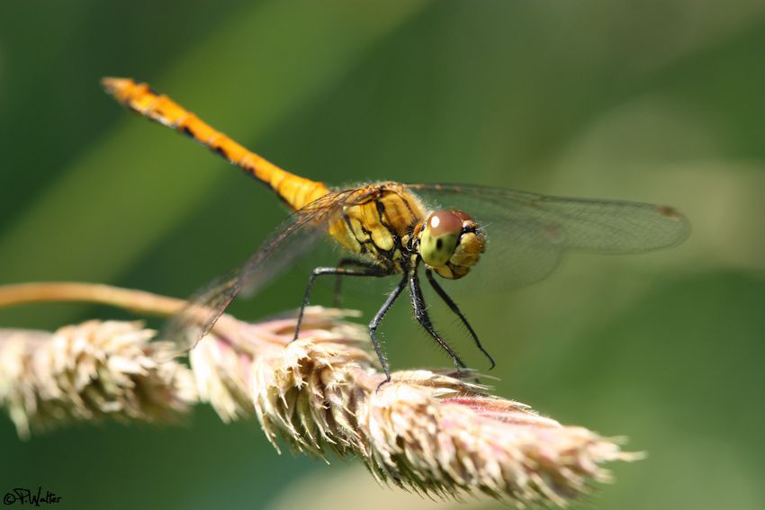 Catalogue Et Horaires De L'Animalerie " Les Copains De Niji" Libellule-Sympetrum-Rouge-sang-5