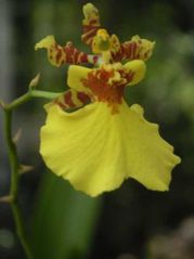 Thương Nhớ  Hoàng Lan - Trần Thùy Mai  Oncidium