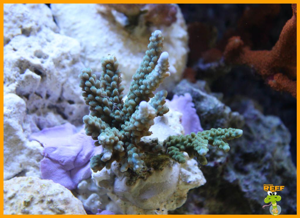 Le bocal de PharmaReef - Page 7 12_03_13_Acropora-formosa