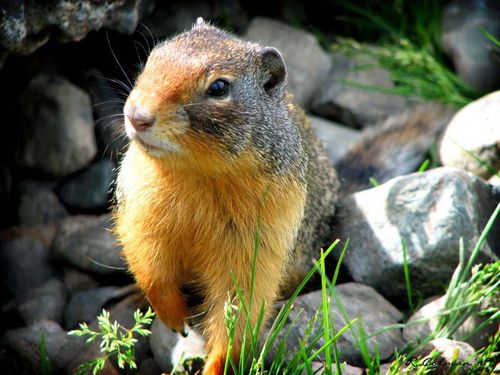 Catalogue Et Horaires De L'Animalerie " Les Copains De Niji" Marmotte