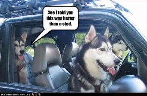 Beat the Picture Above You - Page 39 Funny-dog-pictures-better-sled-300x196