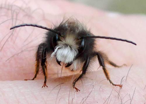 Les ours, les loups et les abeilles... - Page 30 Abeille-maconnes-male-il-n-a-pas-de-dard