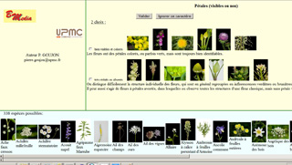 Identification végétaux EcranPHP