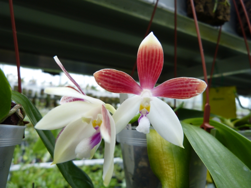 Besuch bei MSB Orchideen in Schwabach 016ueu0t