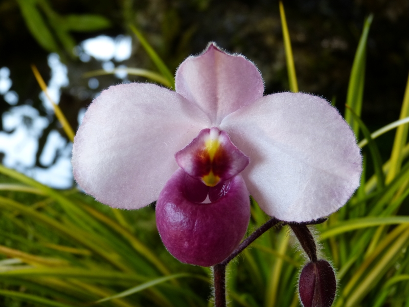Neu-Ulmer Orchideentage 07.02.-09.02.2014   031aqj4d