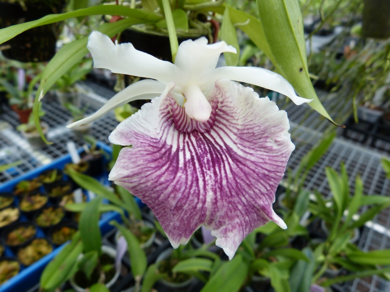 Besuch bei MSB Orchideen in Schwabach 0374ouqo