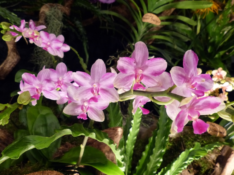 Neu-Ulmer Orchideentage 07.02.-09.02.2014   041d4kht