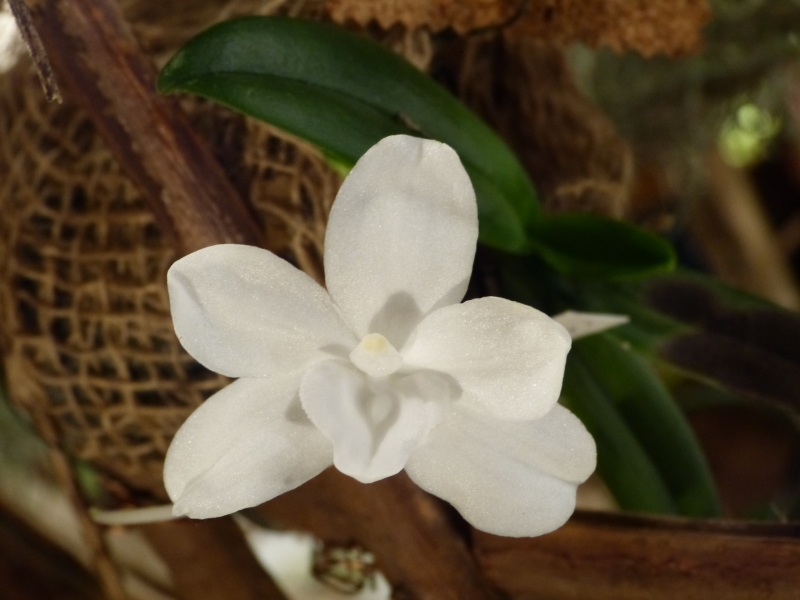 Neu-Ulmer Orchideentage 07.02.-09.02.2014   056l0khh