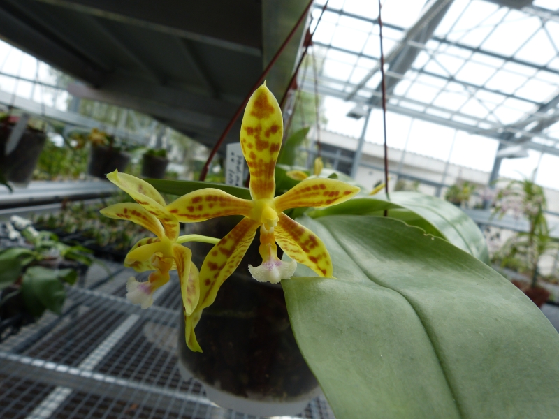 Besuch bei MSB Orchideen in Schwabach 063ltu3a