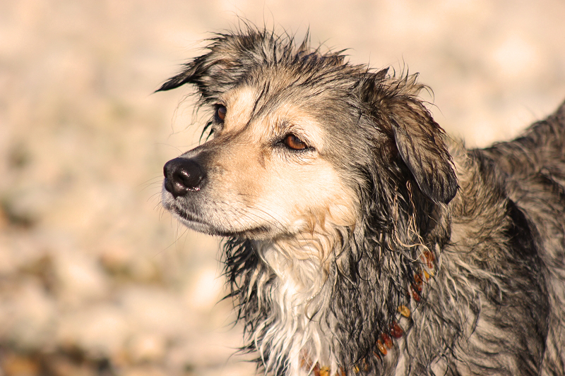 Zwei Hunde am See 1hdu42