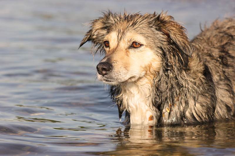 Zwei Hunde am See 27xuot