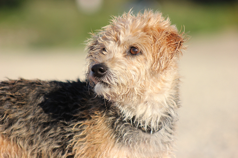 Zwei Hunde am See 3aku7w