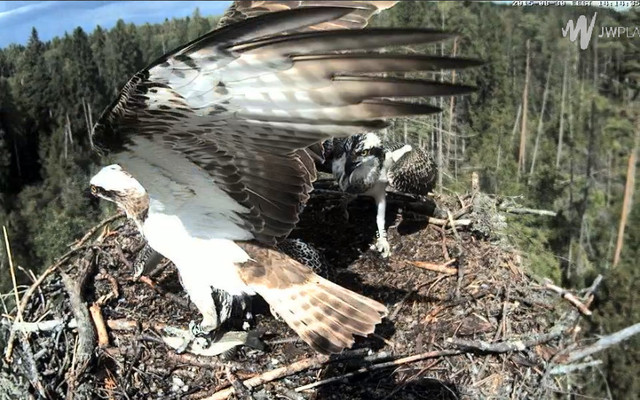 Estonian Osprey Nest ~Irma & Joosep~ (I&I)DOCUMENTATION 2015 - Page 7 Bandicam2015-08-3013-visbg