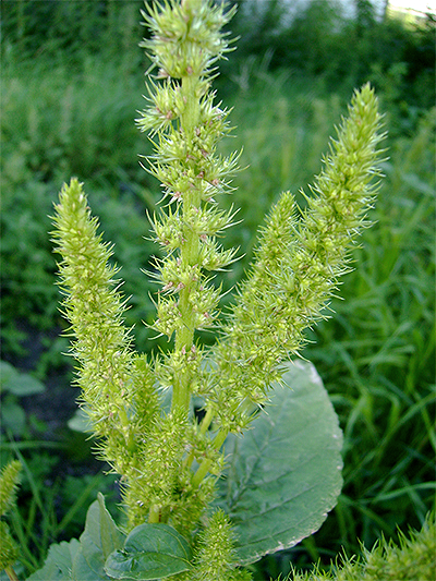 FUCHSSCHWANZ (Amaranthus) Fuchsgraehr1new5vu8b