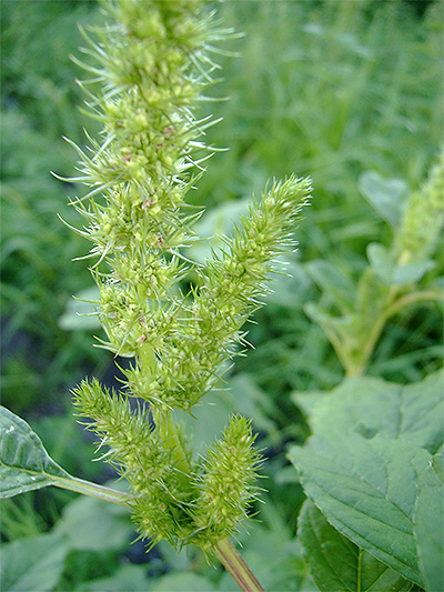 FUCHSSCHWANZ (Amaranthus) Fuchsgraehr3newg9ule