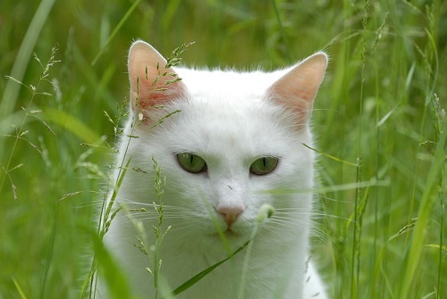 Schneestern Gruene-augen-im-gruenpfair