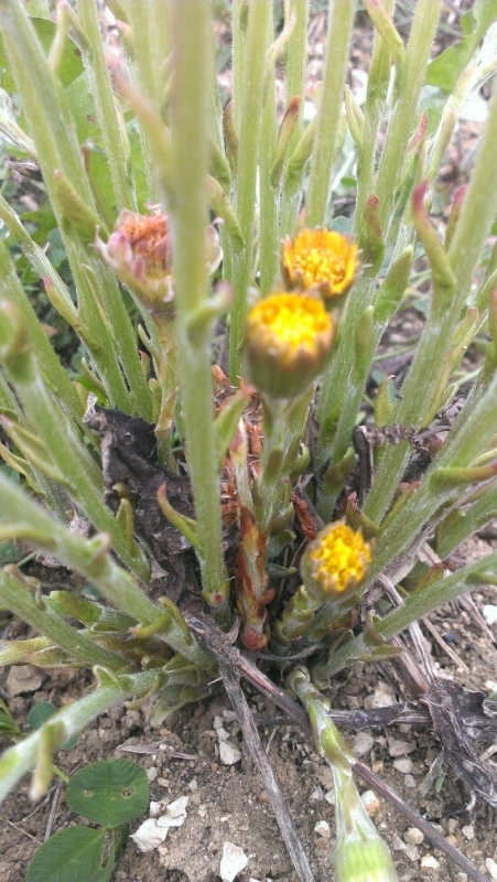 Pflanzen-Bilder-Sammelthread: verfütterbare Kräuter und Blüten - Seite 3 H4gary4