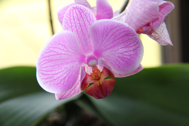 Meine Orchideen  Img_206357yp5
