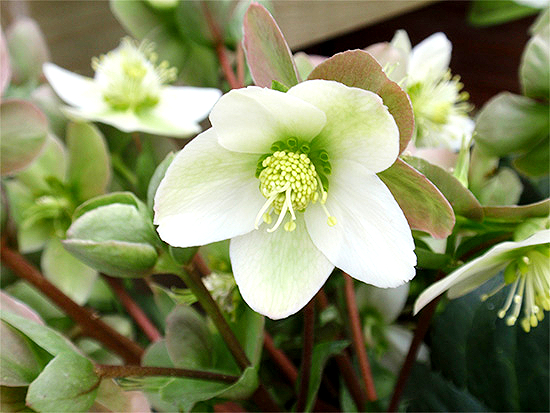 NIESWURZ  (Helleborus) Nieswschwgc1new0oqf7