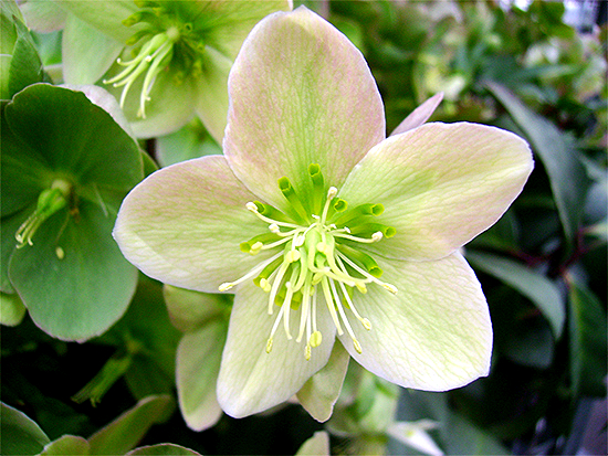 NIESWURZ  (Helleborus) Nieswschwgc8newf1oco