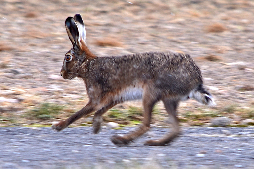 Amsterdam sur de Pques - Partie 2/2 Osterhase_102405it9