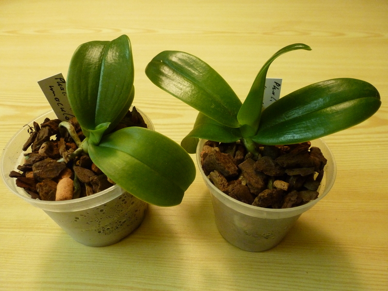 Phalaenopsis maculata - Seite 2 P1010498xau0r