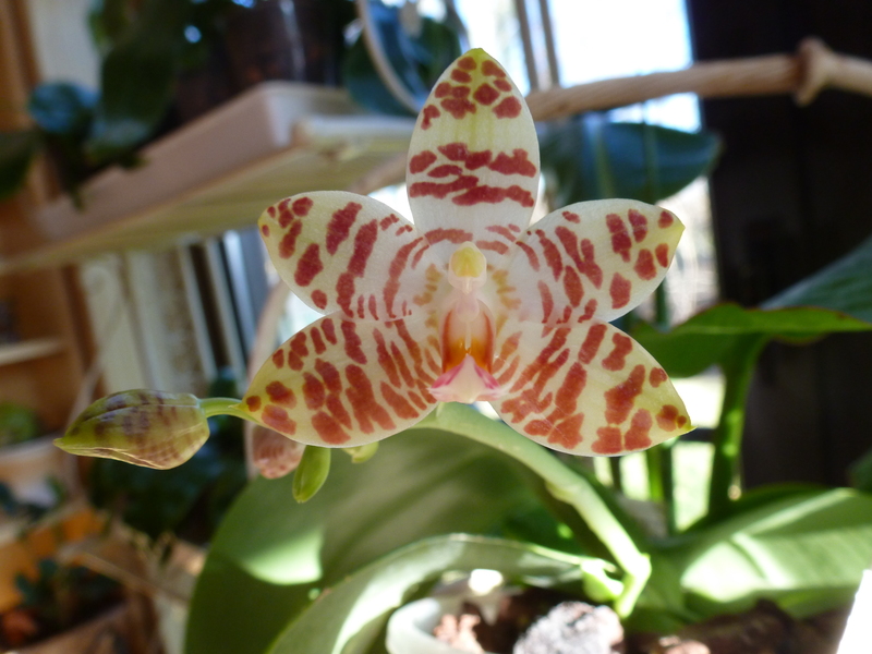 Phalaenopsis amboinensis x gigantea (David Lim) P102007307stm