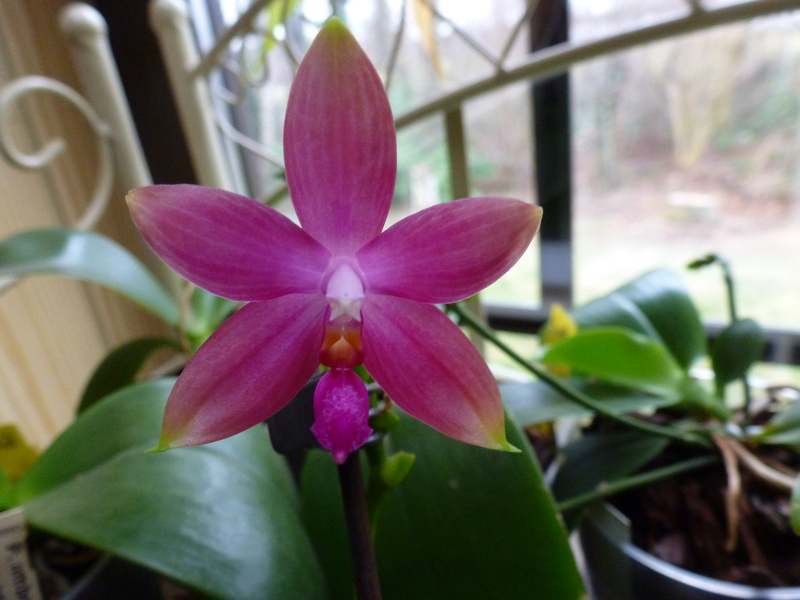 Phalaenopsis tetraspis x violacea (Jennifer Palermo) oder Phal. speciosa x violacea (Germaine Vincent) P1020143pzpe7