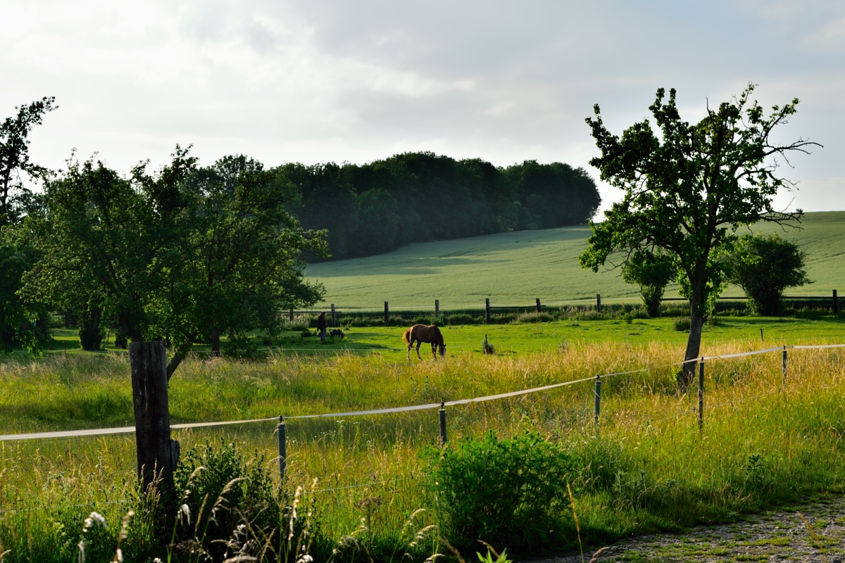 Mal kurz in Oßmannstedt ... Pferd_20150624_191429ihujy