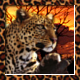 Kommode für Leopardenstern!! Profilbildfrleopardenvsue4