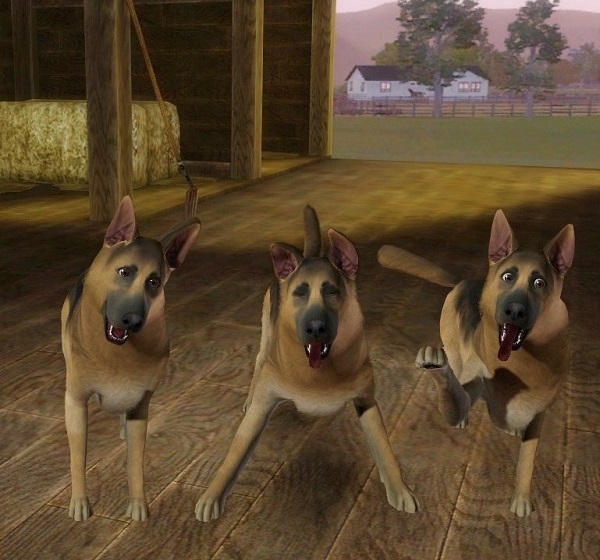  Sims - Tiere Roxis6j49