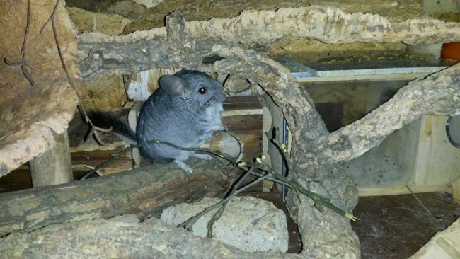 zauberhafte Notfall-Stannimaus "Sookie" zog gestern ein - Seite 2 S37quf1