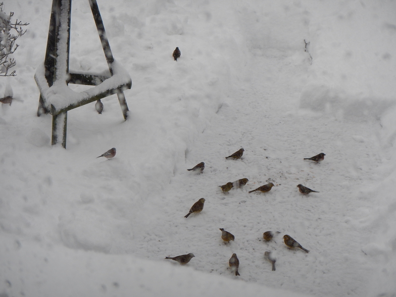 Ostern oder Weihnachten? Schneevgel2015-04-0208espz