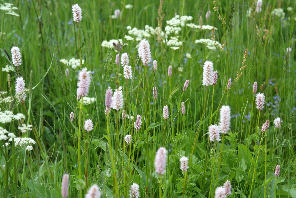 Wiesenblte Mai 2014 Wiesenblte2014mai0048hrcm