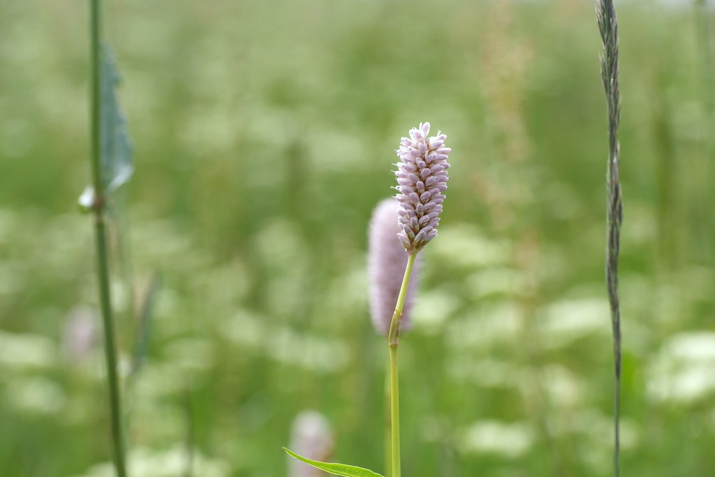 Wiesenblte Mai 2014 Wiesenblte2014mai019q5p6w