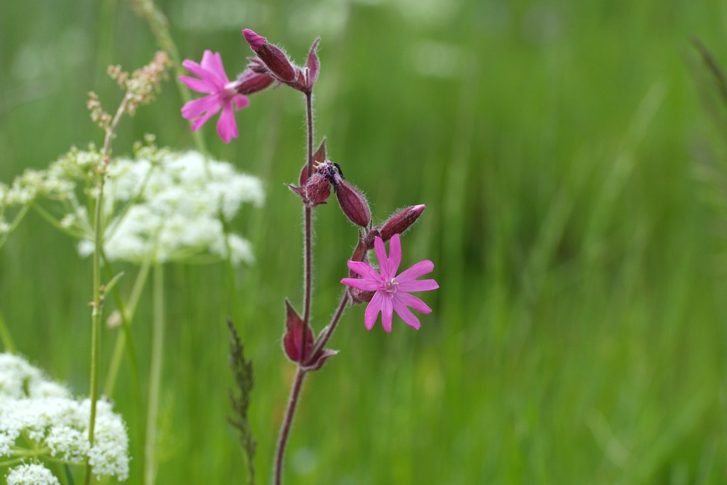 Wiesenblte Mai 2014 Wiesenblte2014mai023kioyy