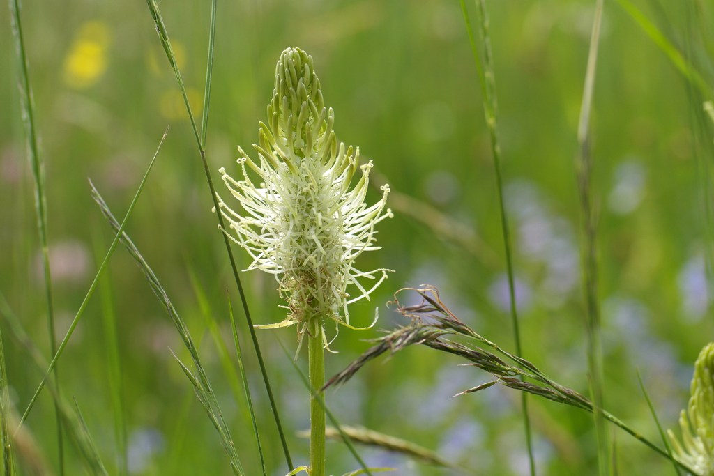 Wiesenblte Mai 2014 Wiesenblte2014mai030q0p36