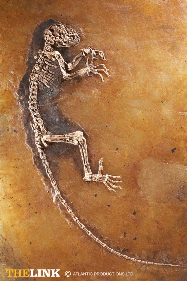 sizler insanların mağaralarda yaşadığına inanıyormusunuz Ida_fossil_plate_small-600x899