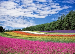 TRI KỶ AI Colorful-flower-field-at-japan-4984x3607_23755