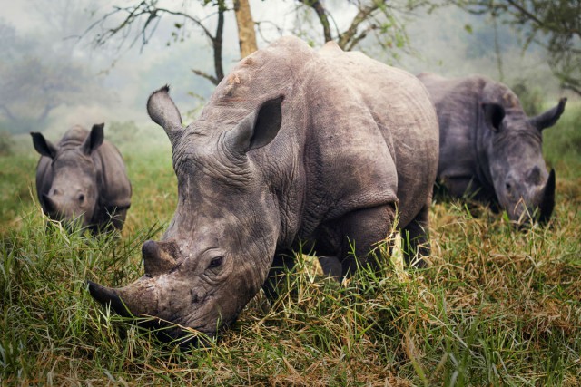 أفضل 10 صور في مسابقة ناشيونال جيوقرافيك ترافلر Rhino