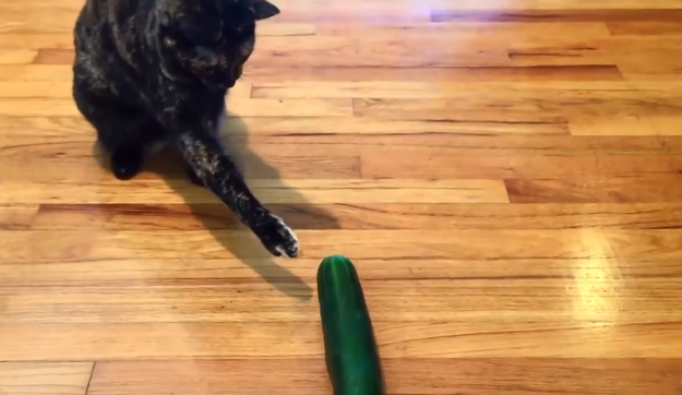 ما السر في خوف القطط من الخيار Scared-cat-with-cucumber