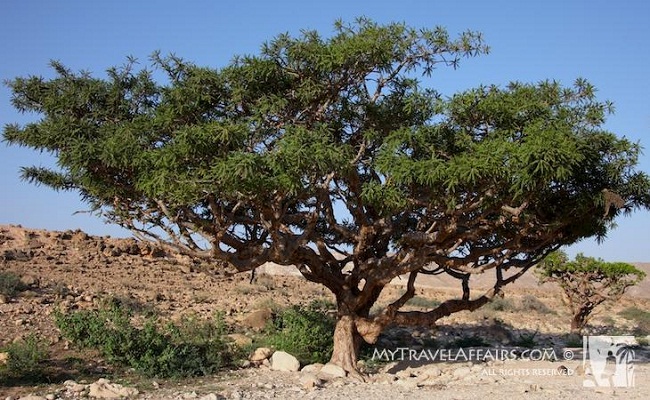 أشياء لا نعرفها عن سلطنة عمان! %D8%A3%D8%B4%D8%AC%D8%A7%D8%B1-%D8%A7%D9%84%D9%84%D8%A8%D8%A7%D9%86