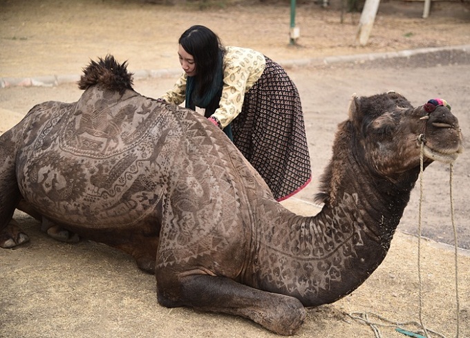 فنانة يابانية تنفذ قصات شعر للجِمَال Camel-haircut