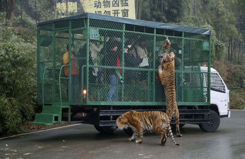 حديقة صينية تسمح بمشاهدة النمور بطريقة غريبة Zoo