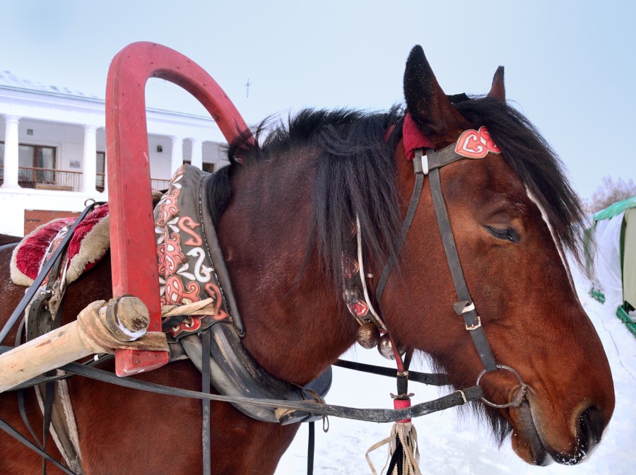 لماذا  الخيول تنام وهي واقفة Horse