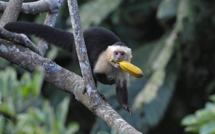 ليش القرود تحب تاكل الموز Monky